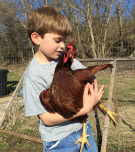 boy-and-chicken
